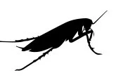 Roaches control